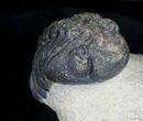Bargain Morocops Trilobite - Foum Zguid, Morocco #22137-1